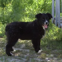 Stormie, a female Australian Shepherd for sale in Acton, CA – Photo 3 of 3