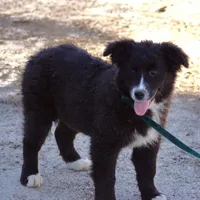 Stormie, a female Australian Shepherd for sale in Acton, CA – Photo 1 of 3