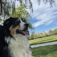 Jade AKC, a female Australian Shepherd for sale in Acton, CA – Photo 5 of 5