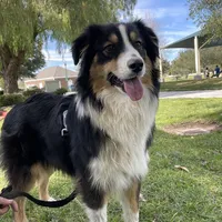 Jade AKC, a female Australian Shepherd for sale in Acton, CA – Photo 1 of 5