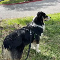 Jade AKC, a female Australian Shepherd for sale in Acton, CA – Photo 3 of 5