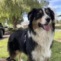 Jade AKC, a female Australian Shepherd for sale in Acton, CA – Photo 2 of 5