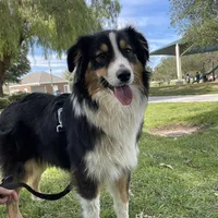 Jade AKC, a female Australian Shepherd for sale in Acton, CA – Photo 4 of 5