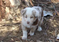 Chesney, a female Australian Shepherd for sale in Acton, CA – 3 of 4