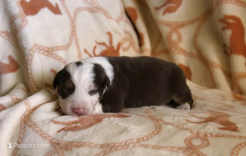 Gunner – Australian Shepherd puppy for sale in Acton, CA