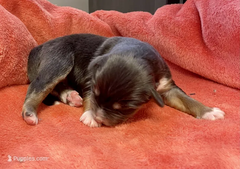 Indiana  – Australian Shepherd puppy for sale in Acton, CA