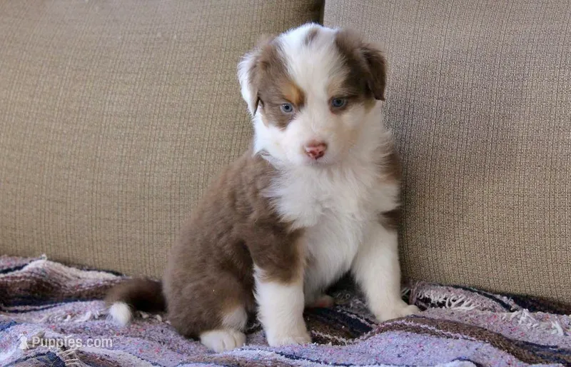 Gunner – Australian Shepherd puppy for sale in Acton, CA