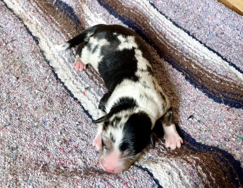 Dolly – Australian Shepherd puppy for sale in Acton, CA