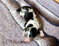 Dolly, a female Australian Shepherd for sale in Acton, CA – 1 of 2