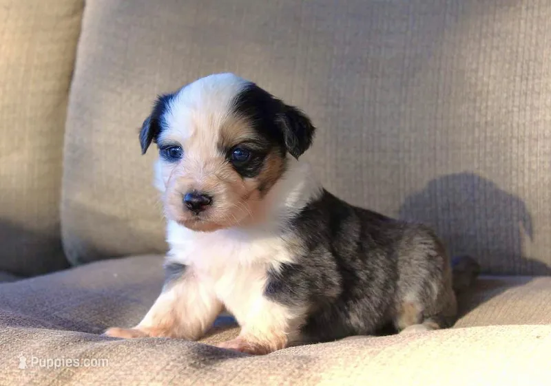 Franny – Australian Shepherd puppy for sale in Acton, CA