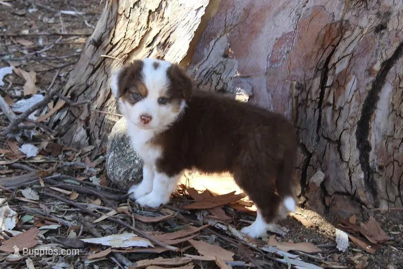 Gunner – Australian Shepherd puppy for sale in Acton, CA