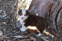 Gunner, a male Australian Shepherd for sale in Acton, CA – 1 of 5
