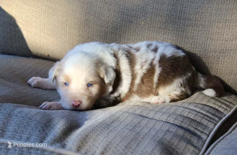 Chesney – Australian Shepherd puppy for sale in Acton, CA