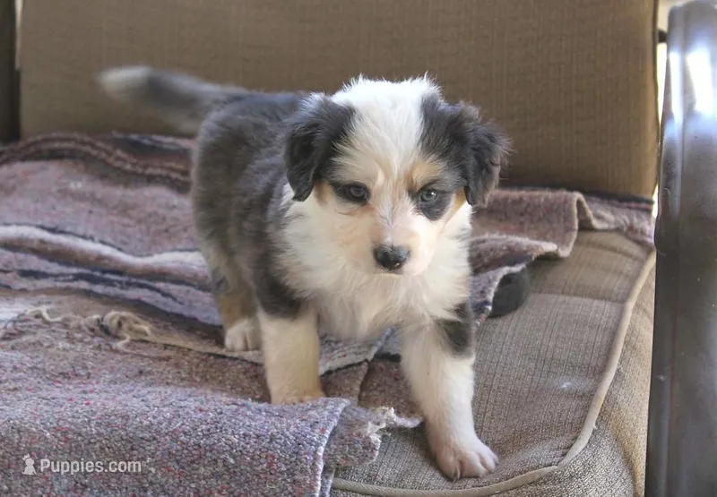 Franny – Australian Shepherd puppy for sale in Acton, CA