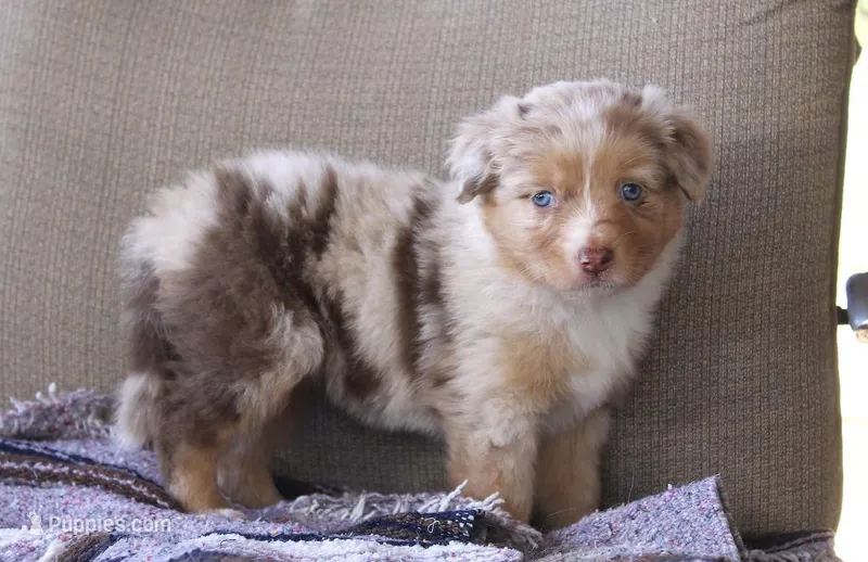 Amarillo  – Australian Shepherd puppy for sale in Acton, CA