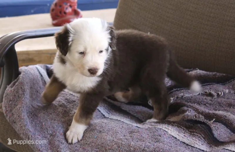 Breezy – Australian Shepherd puppy for sale in Acton, CA