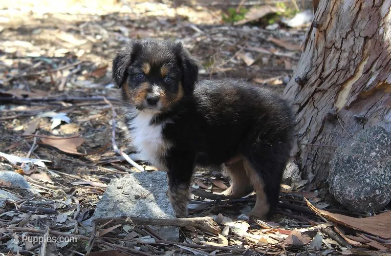 Indiana  – Australian Shepherd puppy for sale in Acton, CA