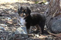 Indiana , a male Australian Shepherd for sale in Acton, CA – 1 of 3