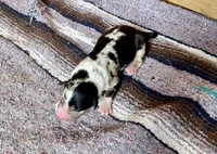 Dolly, a female Australian Shepherd for sale in Acton, CA – 2 of 2