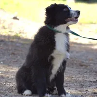 Buddy, a male Australian Shepherd for sale in Acton, CA – Photo 2 of 3