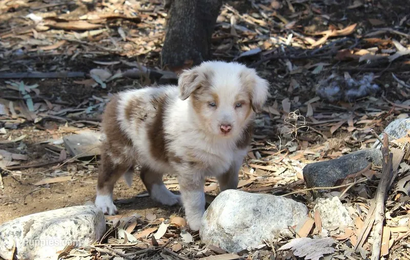Chesney – Australian Shepherd puppy for sale in Acton, CA