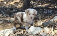 Chesney, a female Australian Shepherd for sale in Acton, CA – 1 of 4