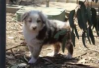 Chesney, a female Australian Shepherd for sale in Acton, CA – 2 of 4