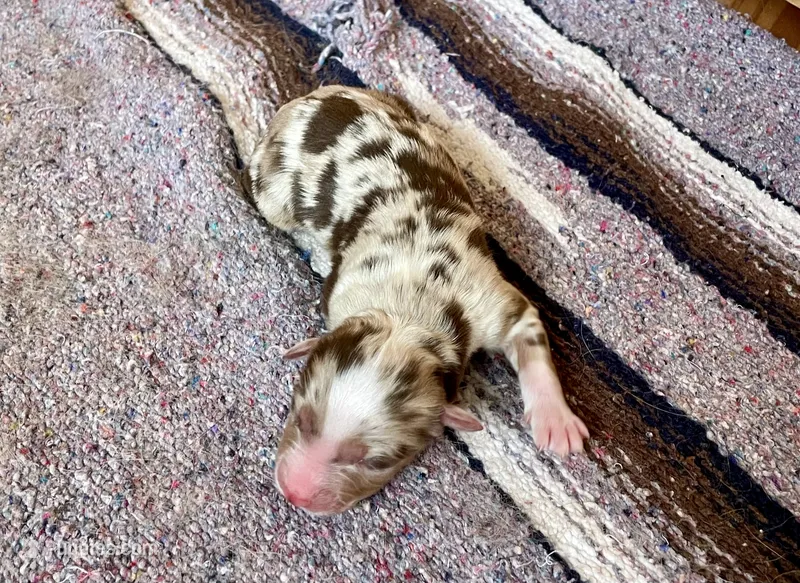 Harlow – Australian Shepherd puppy for sale in Acton, CA