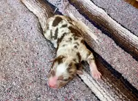 Harlow, a male Australian Shepherd for sale in Acton, CA – 1 of 2