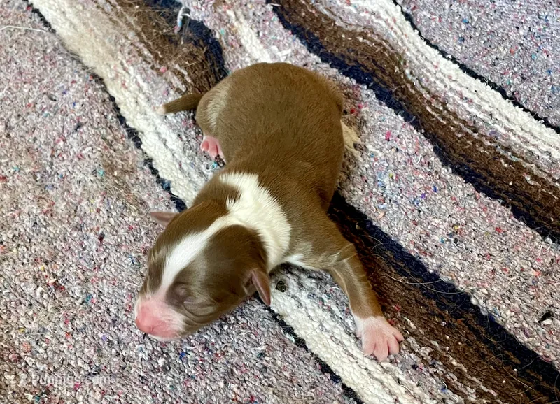 Ella  – Australian Shepherd puppy for sale in Acton, CA