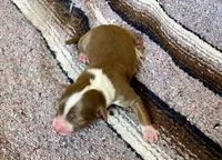 Ella , a female Australian Shepherd for sale in Acton, CA – 1 of 2