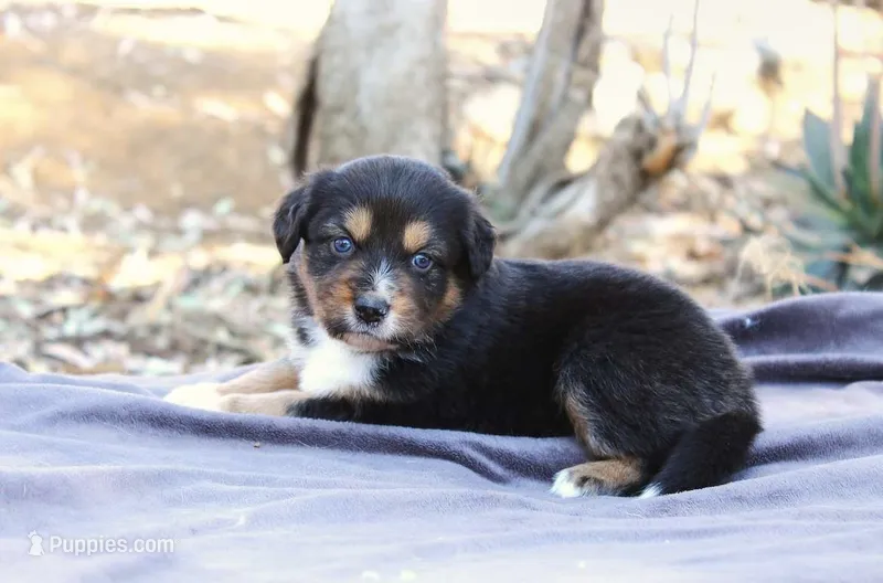 Indiana  – Australian Shepherd puppy for sale in Acton, CA
