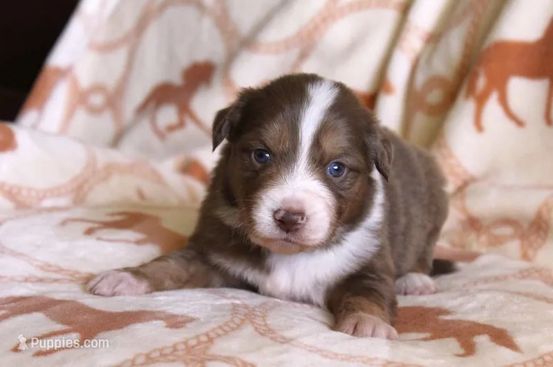 Ella  – Australian Shepherd puppy for sale in Acton, CA