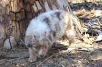 Amarillo , a female Australian Shepherd for sale in Acton, CA – 2 of 4
