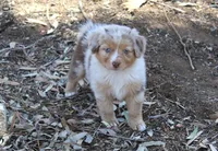 Amarillo , a female Australian Shepherd for sale in Acton, CA – 4 of 4
