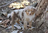 Amarillo , a female Australian Shepherd for sale in Acton, CA – 3 of 4
