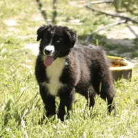 Dotty , a female Australian Shepherd for sale in Acton, CA – Photo 3 of 3