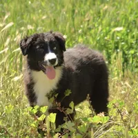 Dotty , a female Australian Shepherd for sale in Acton, CA – Photo 1 of 3
