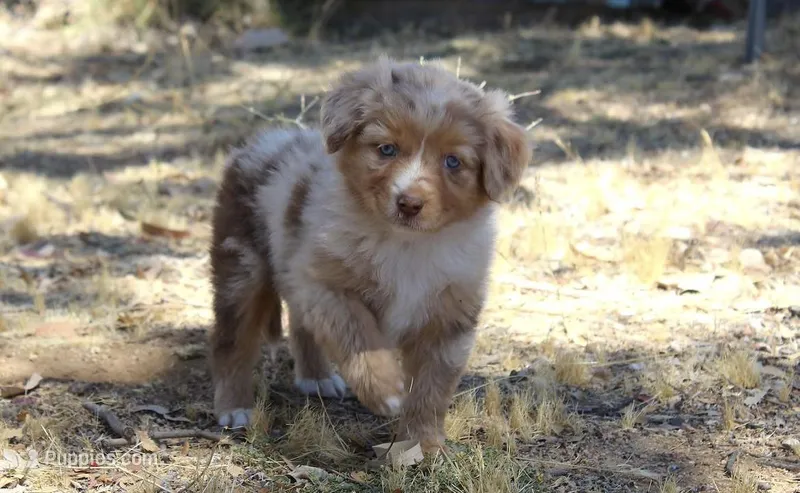 Amarillo  – Australian Shepherd puppy for sale in Acton, CA