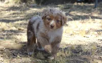 Amarillo , a female Australian Shepherd for sale in Acton, CA – 1 of 4