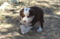 Gunner, a male Australian Shepherd for sale in Acton, CA – 4 of 5