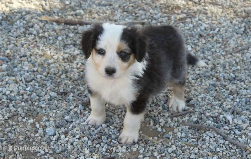 Franny – Australian Shepherd puppy for sale in Acton, CA