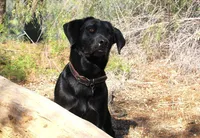 Cash, a male Labrador Retriever for sale in Acton, CA – 2 of 3