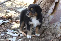 Indiana , a male Australian Shepherd for sale in Acton, CA – 3 of 3