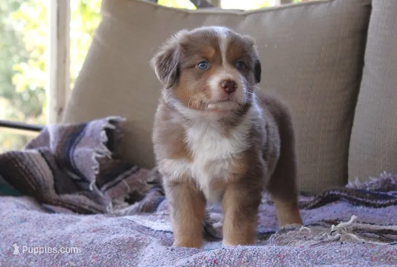 Ella  – Australian Shepherd puppy for sale in Acton, CA