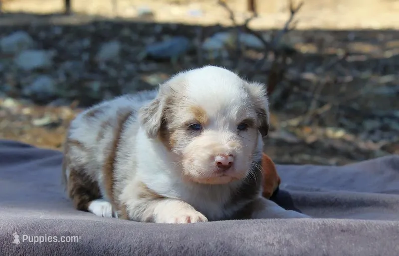 Chesney – Australian Shepherd puppy for sale in Acton, CA