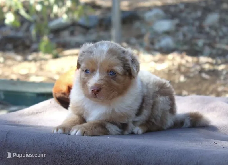 Amarillo  – Australian Shepherd puppy for sale in Acton, CA