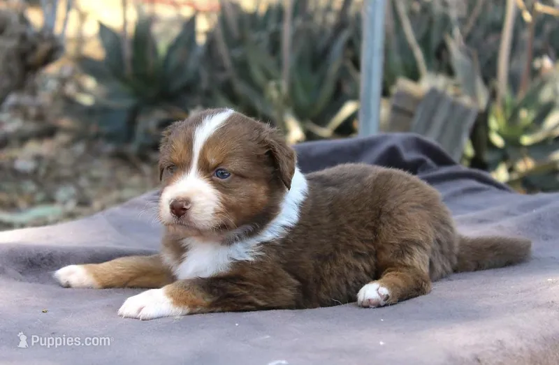 Ella  – Australian Shepherd puppy for sale in Acton, CA