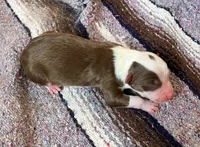 Gunner, a male Australian Shepherd for sale in Acton, CA – 2 of 2