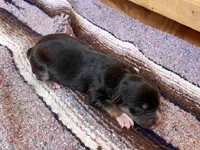 Indiana , a male Australian Shepherd for sale in Acton, CA – 2 of 2